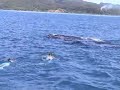 une baleine dans le lagon de raiatea