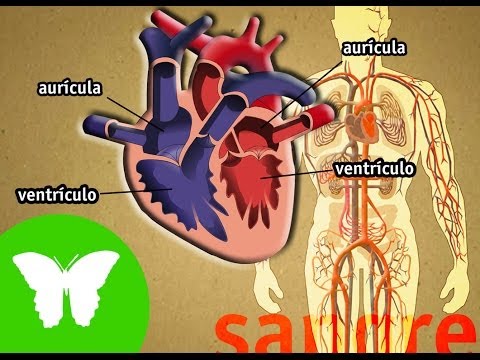 Imatge de previsualització de YouTube