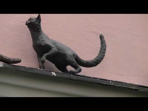 Кошки охотятся на голубей Кошки охотятся на голубей