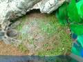 videos de Lasiodora difficilis (alias Tequila)