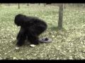 Gold Belt Jones & The Menace of Sasquatch Gold Belt Jones & The Menace of Sasquatch