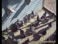videos de Ismail B pipa derby pigeon voyageur maroc sale  lawla3a animal 5