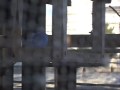 parakeets in birdhouse
