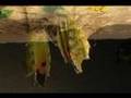 Pima Orange-tip Butterflies Emerge Time Lapse