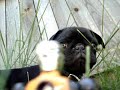 Pug Attack