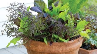 Healing Hands Lettuce