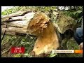 The beavers of Lower Mill Estate