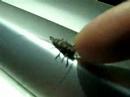 Playing with a long-horned beetle Playing with a long-horned beetle