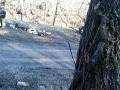 videos de poplar felling