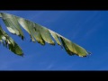 leaves and sky