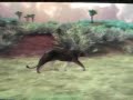 PSP:Cabela's African Safari-The opening(INTRO),Activision