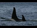 Johnstone Strait Orcas