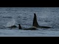 Johnstone Strait Orcas