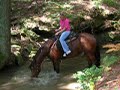 Horse splashing in water. Horse splashing in water.