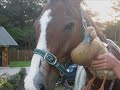 Everytime we touch! Cool horse movie Everytime we touch! Cool horse movie