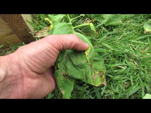 how to get rid of rust fungus on plants