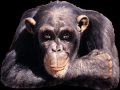Monkey Boy (part 2) Monkey Boy (part 2)