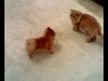 pomeranian dog gets her ass kicked by a cat pomeranian dog gets her ass kicked by a cat