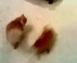 pomeranian dog gets her ass kicked by a cat