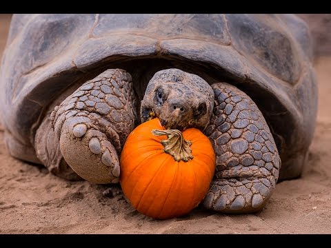 YouTube reptile video