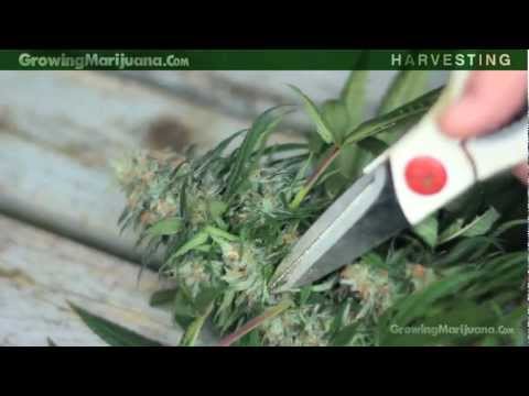 how to harvest weed buds