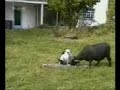 dog vs goat