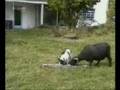 dog-vs-goat