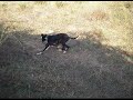 Wonder Galga Wonder Galga