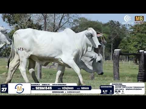 2� DE OLHO NA FAZENDA NELORE SESMARIAS
