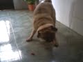 Chicho guadalcazar !!!