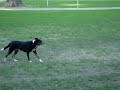dog and quarrel Harvard Law School Manele-Gratis.net