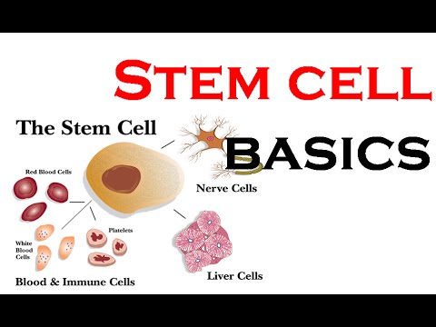how to harvest stem cells from adults
