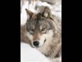 Wolves delisted Again 3/06/2009 URGENT