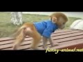 Mini monkey baby in a park 