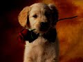 Amortit