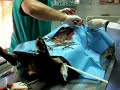 GRETA's Surgery Operation