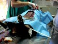 GRETA's Surgery Operation