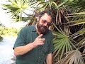 EatTheWeeds: Episode 48: Saw Palmetto