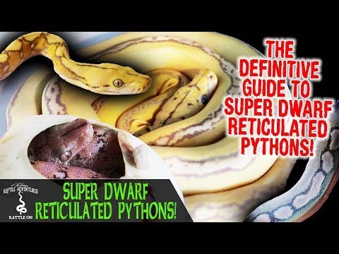YouTube reptile video