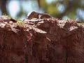 crocodile kills carmine bee eaters