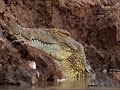 Crocodile Kills Carmine Bee Eaters