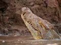 crocodile kills carmine bee eaters