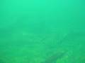 Blue Springs - GHARS !!!