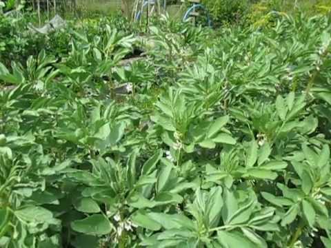 vegetables - http://organichomegrown.blogspot.co.uk/ This is a new type of video about nutrition and I'm listing 5 vegetables that are high in protein. Protein is importa...
