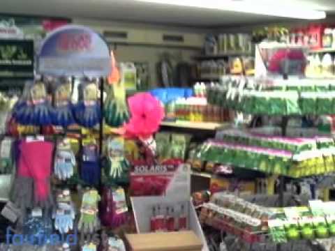 how to fertilize fountain grass