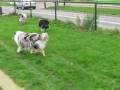 20081112_DeDrieBoefjes-2.wmv