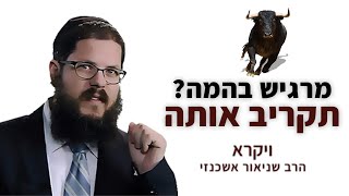 הרב שניאור אשכנזי – פרשת ויקרא • מרגיש בהמה? תקריב אותה!