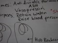 Diabetes Insipidus 1