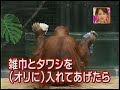Orangutan janitor in Japan Orangutan janitor in Japan