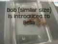 Bella The Crayfish (Updated 12/3)